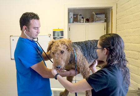 belen, nm veterinary services